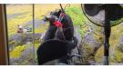 Black bear & cubs drinking from birdfeeder