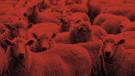 Sheep wars