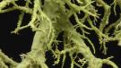 lichen